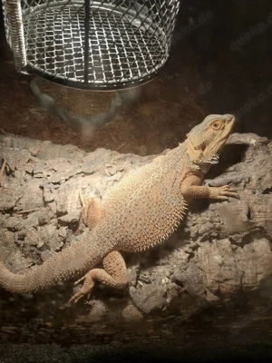 Bartagame  männlich