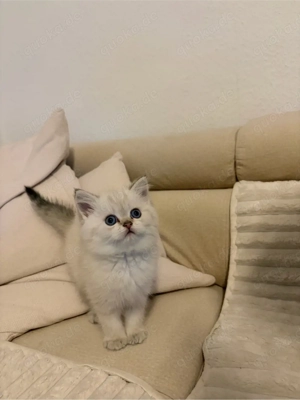 BKH Kitten abgabebereit