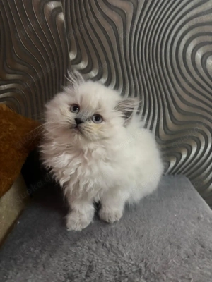 Britsch Langhaar Katze 