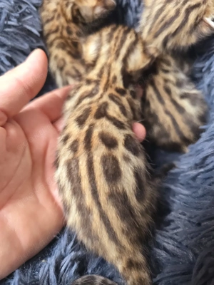 Bengal Kitten mit Stammbam Eltern 10 Tests Kitten Katze Kater  Bild 9