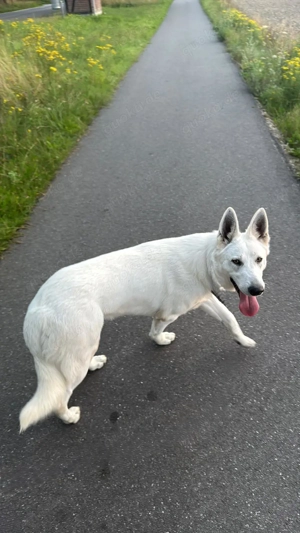 Weißer Schweizer schäferhund 