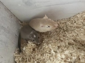 Verkaufe meine drei mongolischen Rennmäuse alle für 50  