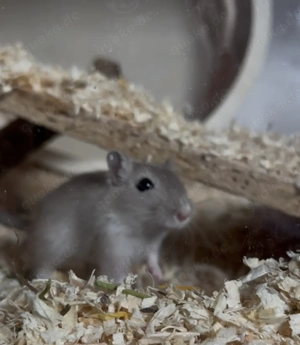 Verkaufe meine drei mongolischen Rennmäuse alle für 50  