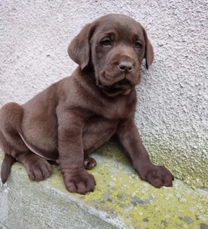 Labrador Retriever welpen Bild 5