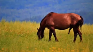 privater Reitunterricht, gratis auf bravem Hengst