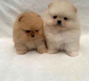Pomeranian mini Zwergspitz Welpen Bild 2