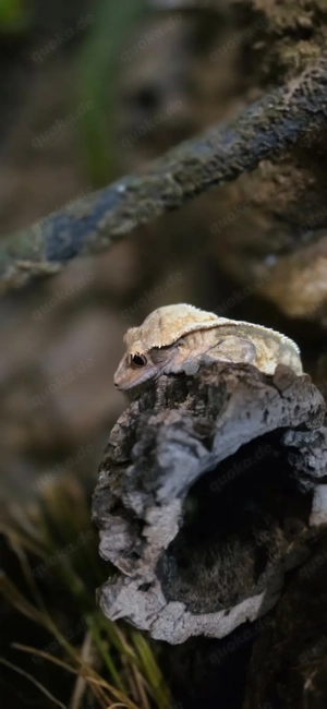 Kronengecko ca 3 Jahre jung 