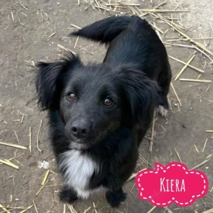 Kiera, junge und süße Havaneser   Dackel Mischlingshündin