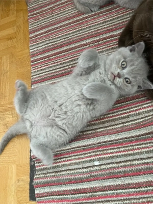 BKH Babys reinrassig