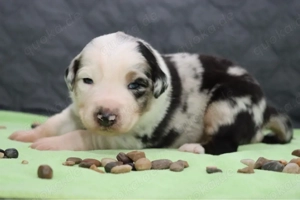 Australian Shepherd Welpen mit ASDR Papieren Bild 3