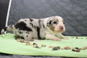 Australian Shepherd Welpen mit ASDR Papieren Bild 2