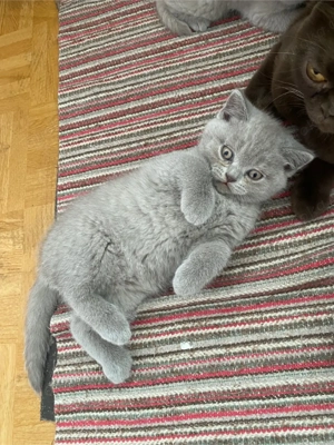 BKH Babys reinrassig