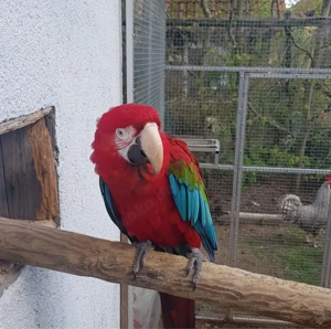 Dunkelroter Ara Hahn zuchtreif