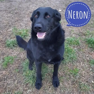 Neron, Labrador Mix sitzt die meiste Zeit seines Lebens schon im Tierheim und braucht ein Zuhause