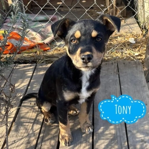Tony, wundersüßer Welpe, fröhlich und katzenverträglich