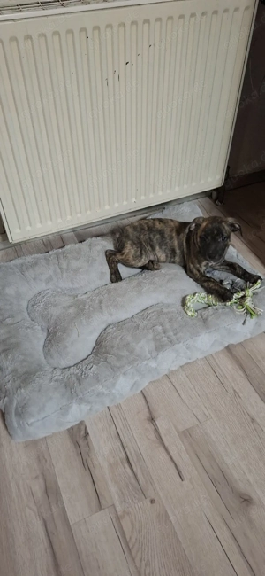 Kleiner Mischling rüde sucht neues liebevolles Zuhause 