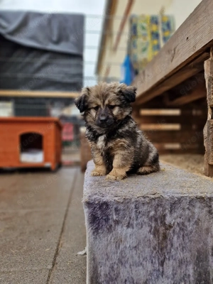 Zuckersüße Shih-Tzu-Mix-Welpen suchen ihr Für-immer-Zuhause     