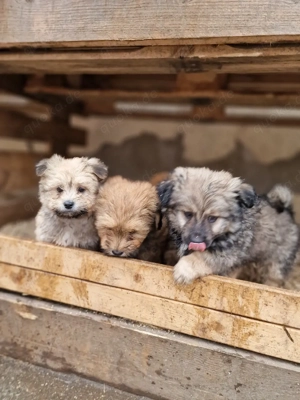 Zuckersüße Shih-Tzu-Mix-Welpen suchen ihr Für-immer-Zuhause     