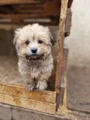 Zuckersüße Shih-Tzu-Mix-Welpen suchen ihr Für-immer-Zuhause     