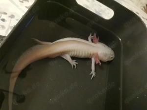 Axolotl Harlekin