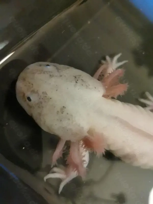 Axolotl Harlekin