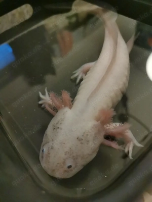 Axolotl abzugeben 