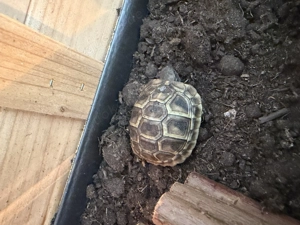 Nachzucht griechische landschildkröte  Bild 2