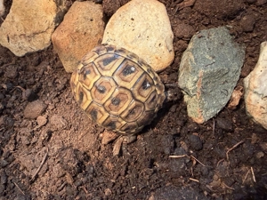 Nachzucht griechische landschildkröte 