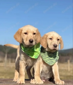 Labrador Retriever Welpen bieten Bund fürs Leben