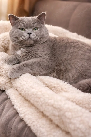 Wurfankündigung BKH Kitten 