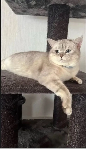  BKH Kitten  - image 6