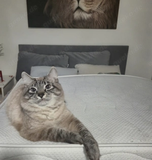 Neva Masquarde Kater