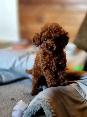 zwergpudel -Toy Pudel.