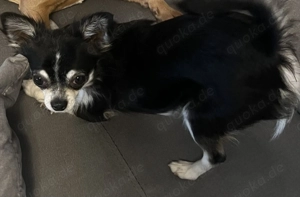 Chihuahua sucht liebes Zuhause 