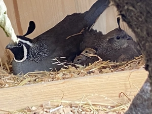 Kalifornische Schopfwachteln 