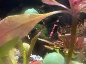 Garnelen-Aquarium zu verkaufen 