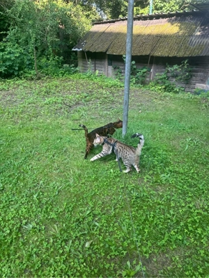 2 Bengalenkater (kastriert) schweren Herzens abzugeben   nur in erfahrene Hände Bild 4