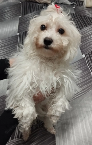 Malteser Bichon Welpe Weibchen Sucht ein Neues zuhause.