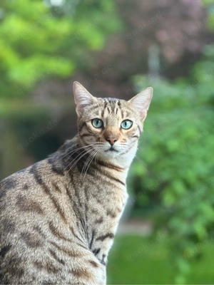 2 Bengalenkater (kastriert) schweren Herzens abzugeben   nur in erfahrene Hände Bild 3