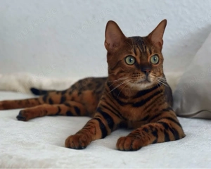 2 Bengalenkater (kastriert) schweren Herzens abzugeben   nur in erfahrene Hände Bild 2