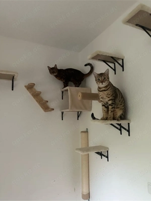 2 Bengalenkater (kastriert) schweren Herzens abzugeben   nur in erfahrene Hände Bild 5