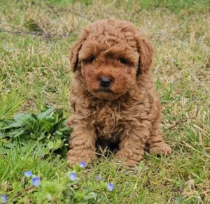  Zauberhaftes Yokipoo Mädchen Apricot 