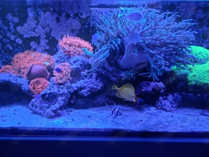 Meerwasser Aquarium 500 L