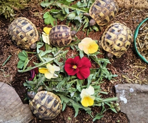 Griechische Landschildkröten (Thb), Nachzuchten 2025 - RESERVIERT Bild 2