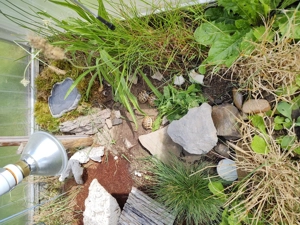 Griechische Landschildkröten (Thb), Nachzuchten 2025 - RESERVIERT Bild 3