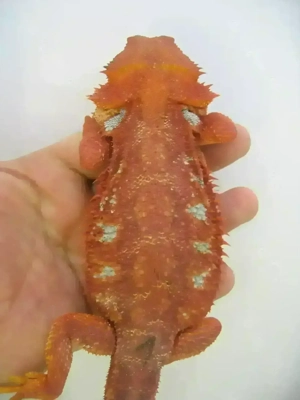 Bartagame Männchen Bock - Red Hypo Blue Tiger Nachzucht - handzahm  Bild 5