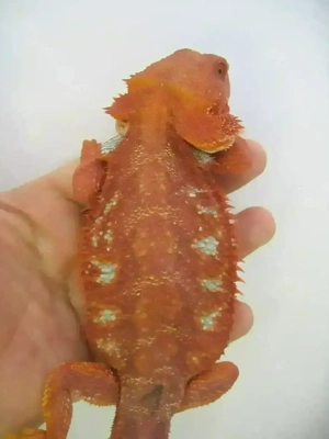 Bartagame Männchen Bock - Red Hypo Blue Tiger Nachzucht - handzahm  Bild 2