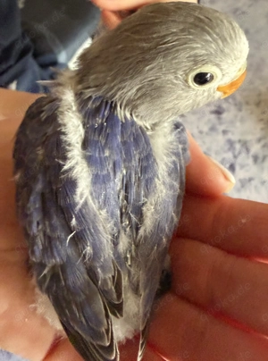 Rußköpfchen (Agaporni)