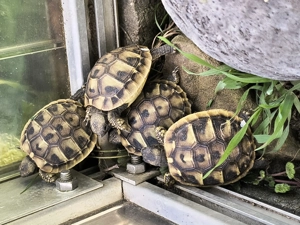 Griechische Landschildkröten (Thb), Nachzuchten 2025 - RESERVIERT Bild 4