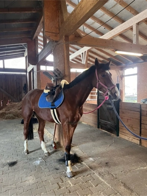 Pferd zum selber Ausbilden